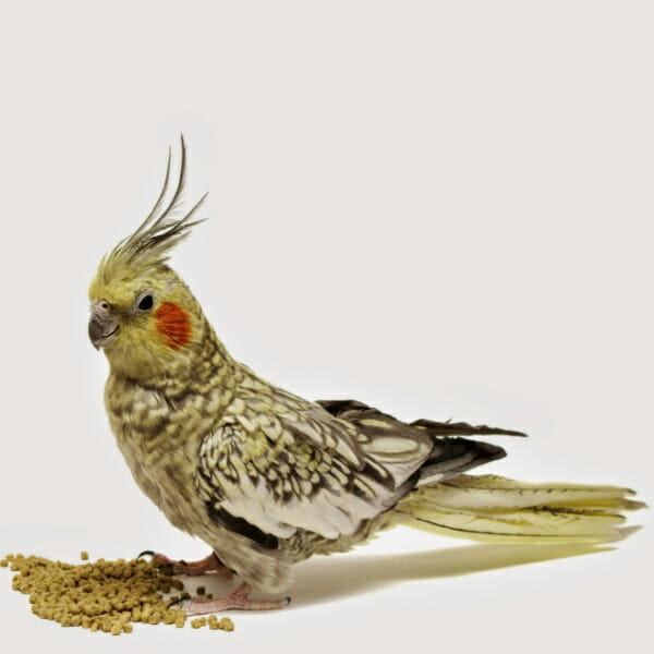 How Do Roudybush Bird Food Pellets Compare to Harrison’s?