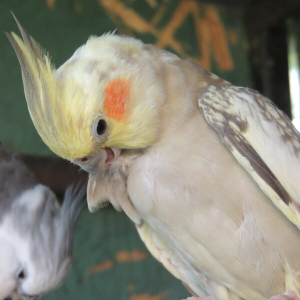 Can I Help Out Our Cockatiel During a Molt?