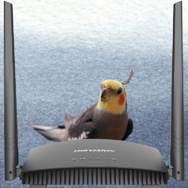 Grey cockatiel standing behind two antennae wireless wifi router