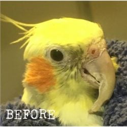 Cockatiel with severely overgrown beak