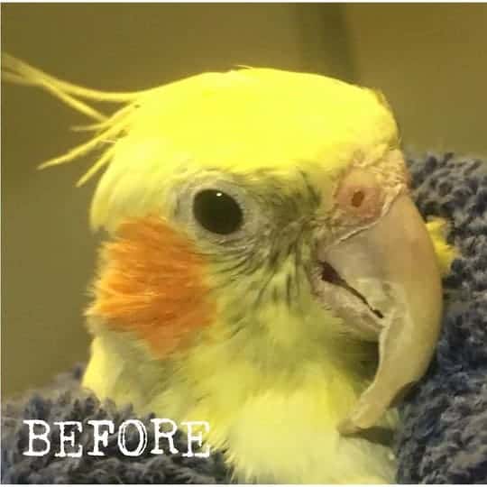 Learning about The Care and Maintenance of Cockatiel Beaks