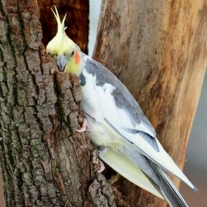 Answers To Cockatiel Problems Including Swollen Tongues And Bumblefoot