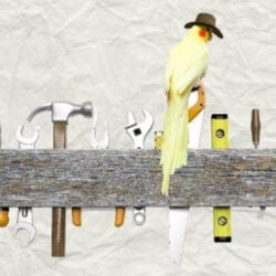 Cockatiel wearing cowboy hat perched on tool workbench