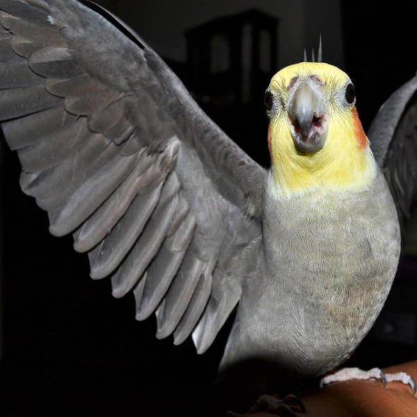 How Can I Help My Cockatiel’s Broken Wing Heal?