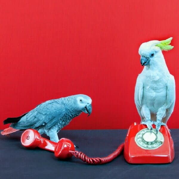 Do Your Birds “Go Off” When You’re Talking on the Phone?