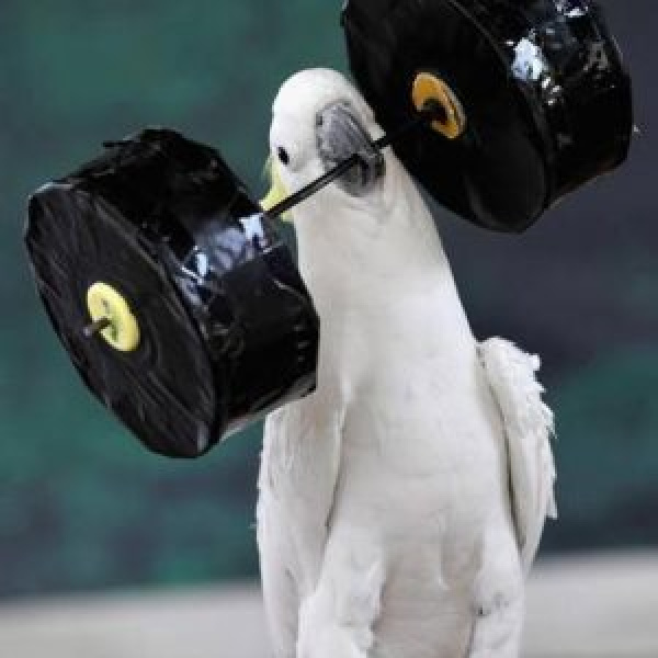 Exercise Your Bird – Why and How – Videos