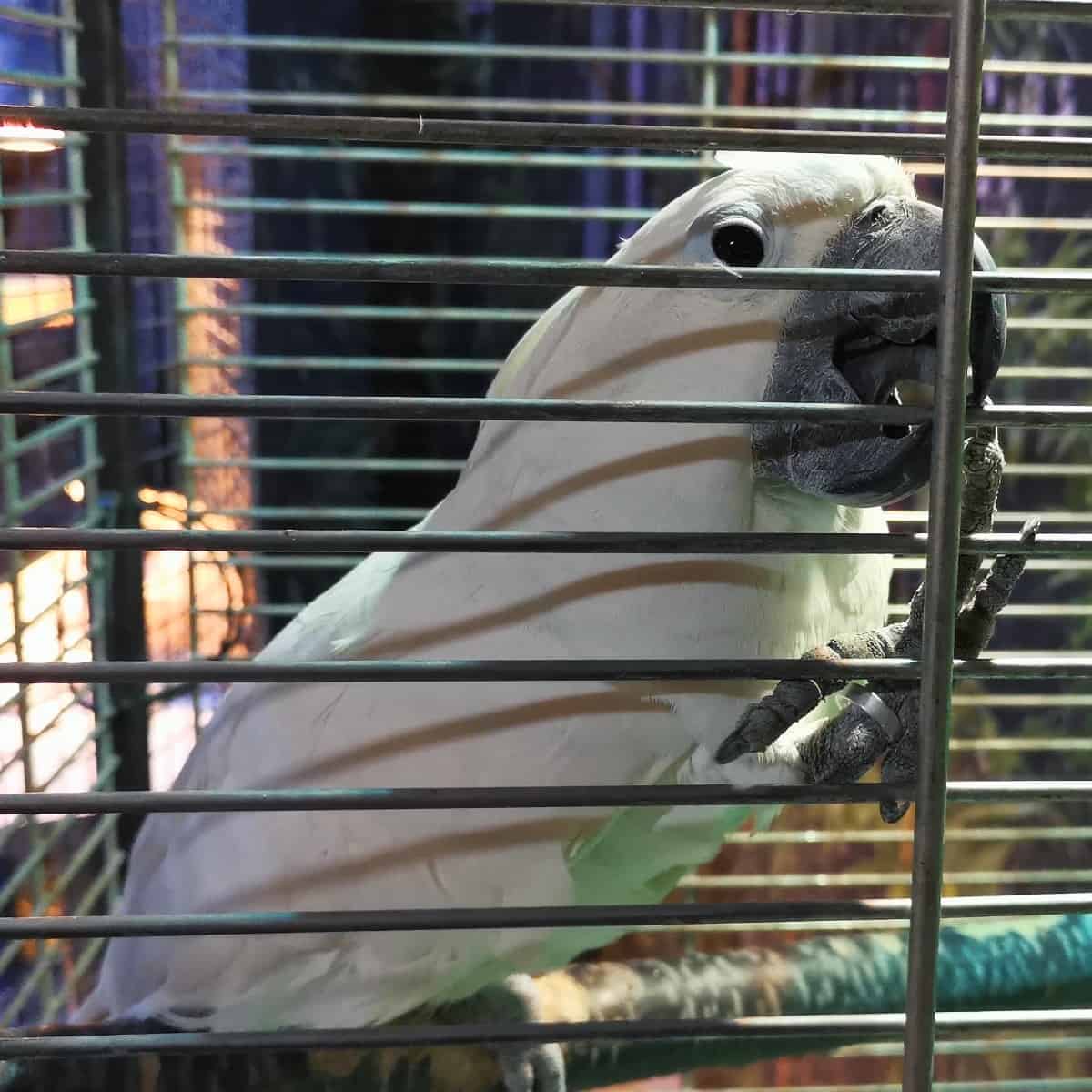 Why Buying a Name Brand Bird Cage is Important