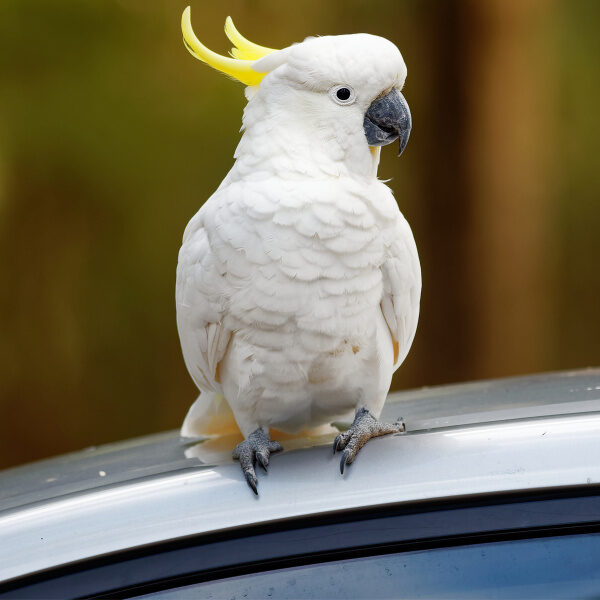 How Can I Keep My Bird From Getting Car Sick?