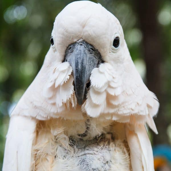 Close up cockatoo with plucked chest feathers