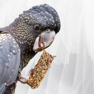Is People Granola Healthy for Birds?