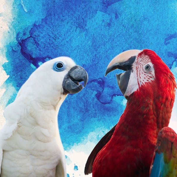 Blue eyed Cockatoo and Scarlett macaw talking beak to beak