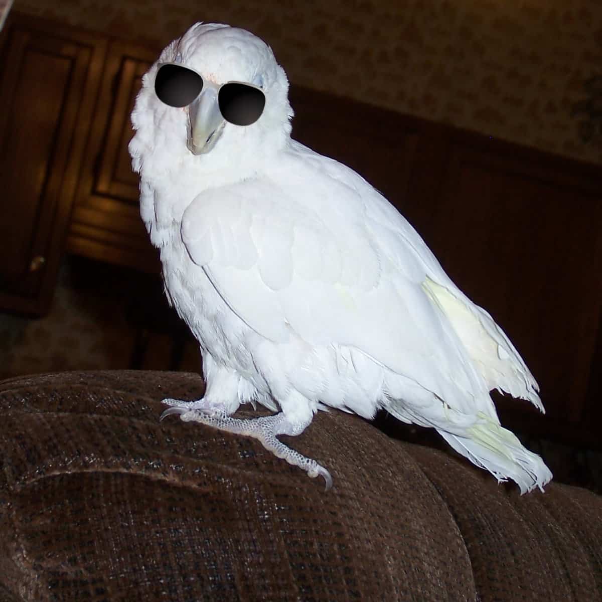 My Blind Cockatoo Has No Lighting How Can He Produce Vit D?