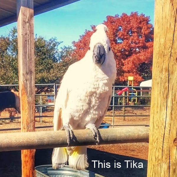 Cockatoo perched outside near horse water trough