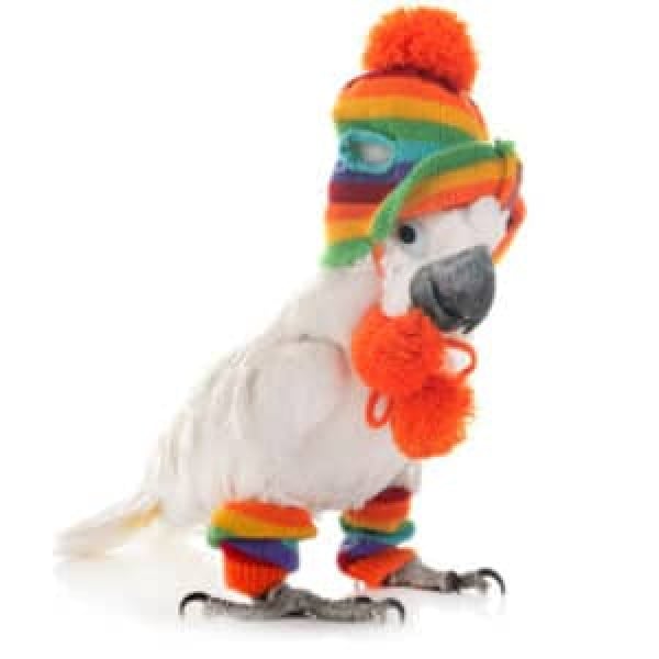 juvenile cockatoo wearing winter hat and leg warmers