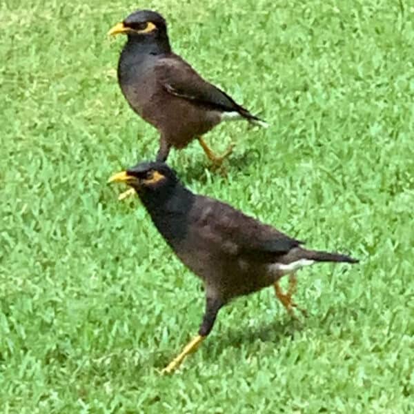 2 common Myna Birds