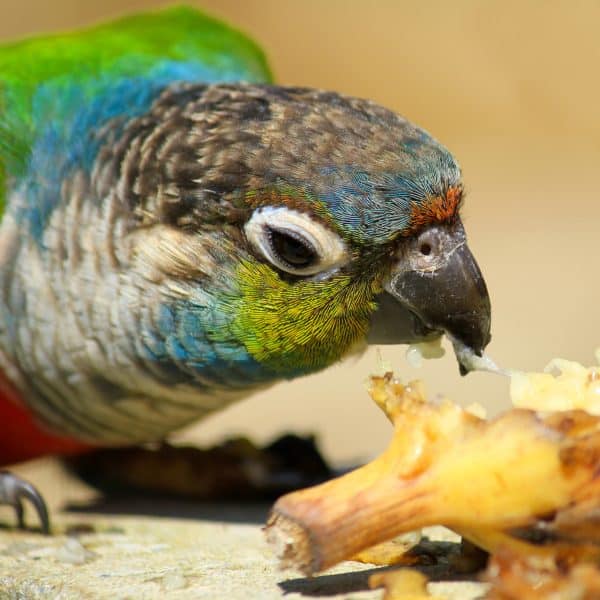 Conure eating banana