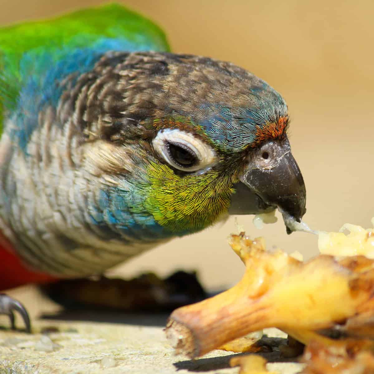 How Can I Get My Green Cheek Conure To Eat Vegetables?