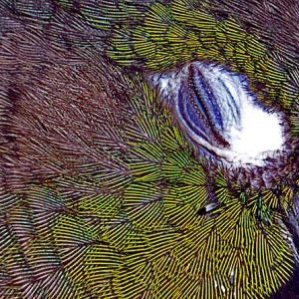 Why Do Green Parrots Have No Green Feather Pigments?