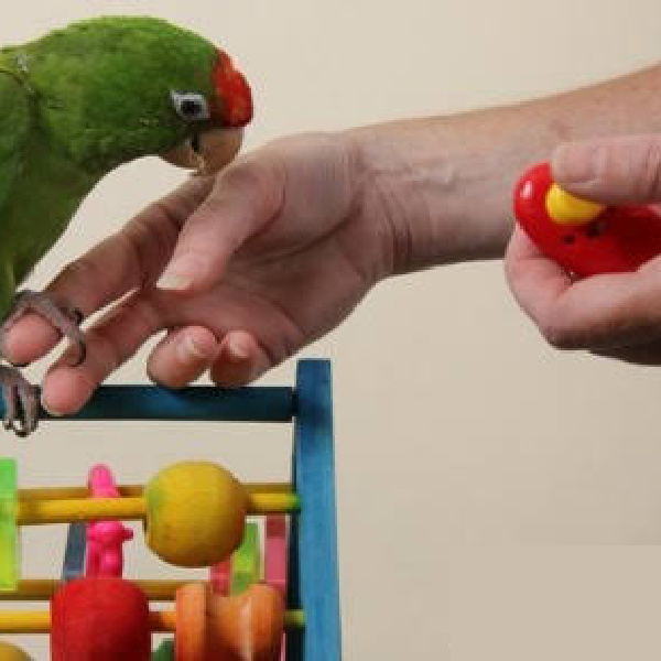 How You and Your Bird Benefit from Clicker Training