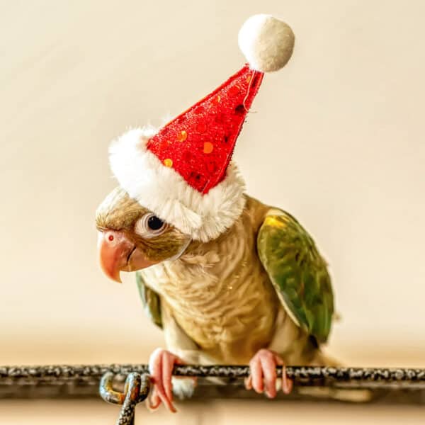 Your Bird & Holiday Stress – How to Reduce it