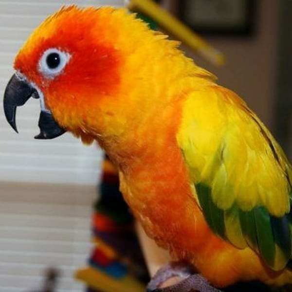 Help – My Sun Conure Screams Loudly When He Cannot See Me