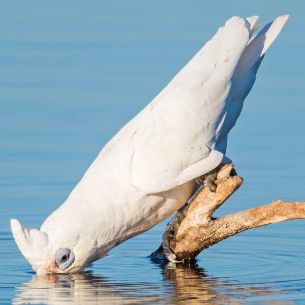 What Do I Do With a Cockatoo That Hates Water?