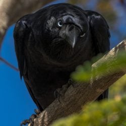 Crow staring into camera