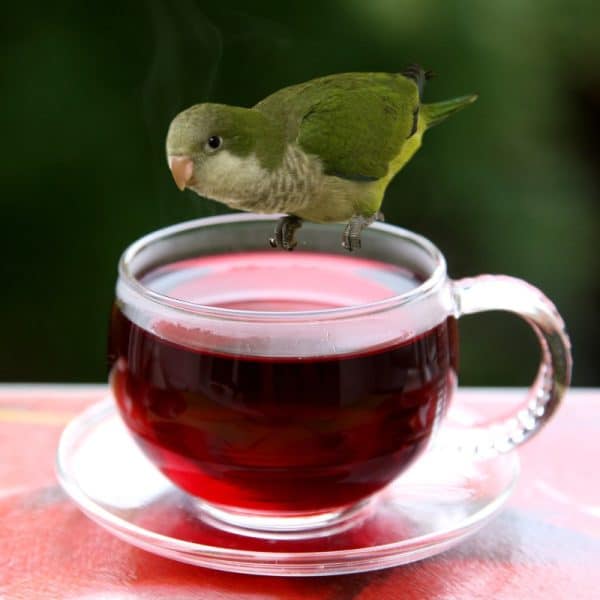 Is Tea a Magic Potion for Your Bird? Should You Be Using It?
