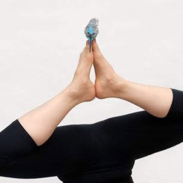 Budgie on woman's toes on upside down youga pose