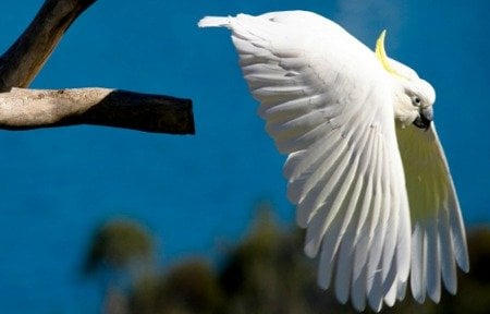 sulfur crested cockatoo taking off to flight from tree branch