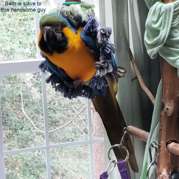 blue and gold macaw parrot hanging on bird play gym