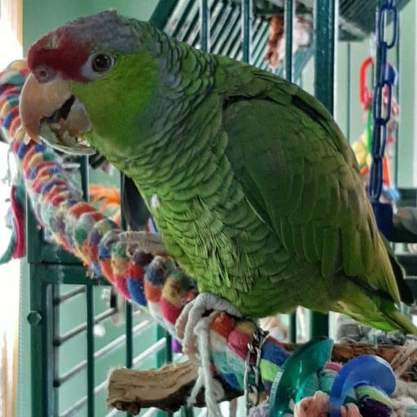 Red front amazon on bird cage