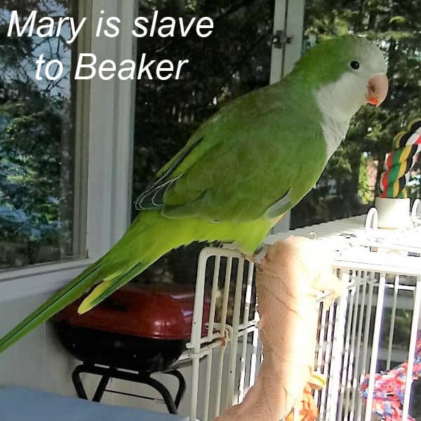 Green Quaker Parrot