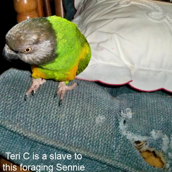 Senegal standing on recently chewed stuffed chair