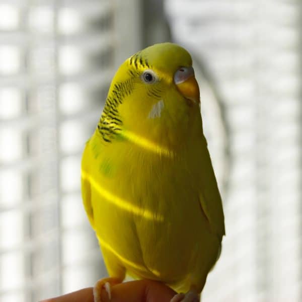Yellow budgie in front of window with blinds showing slits of light strewn across it's body