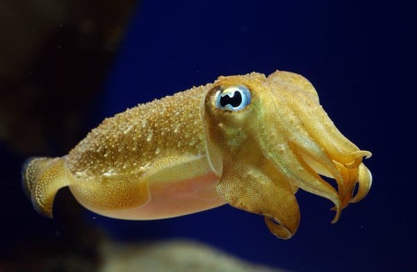 cuttle fish in ocean