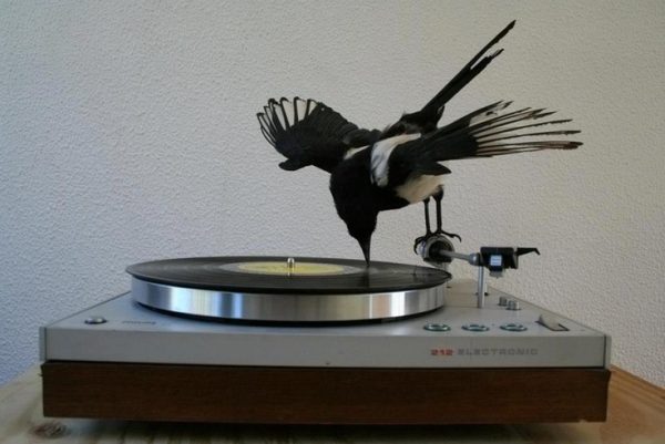 Bird on phonograph arm using beak as needle to play record