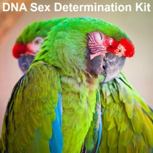 Researching DNA Testing for Birds