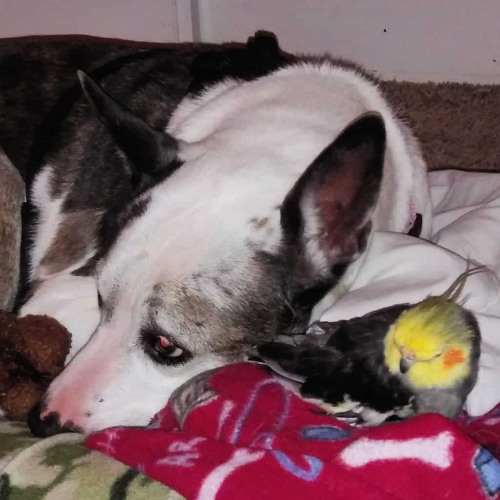 dog and cockatiel sleeping next to each other