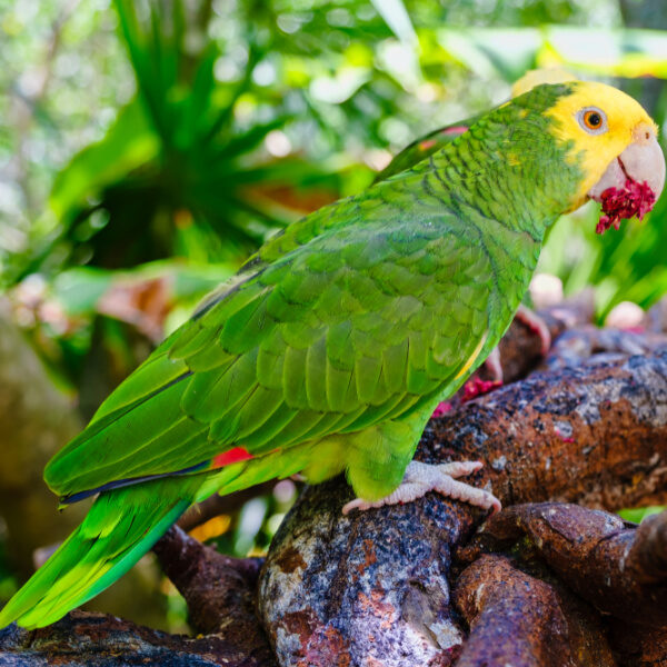 Help for a Yellow Head Parrot