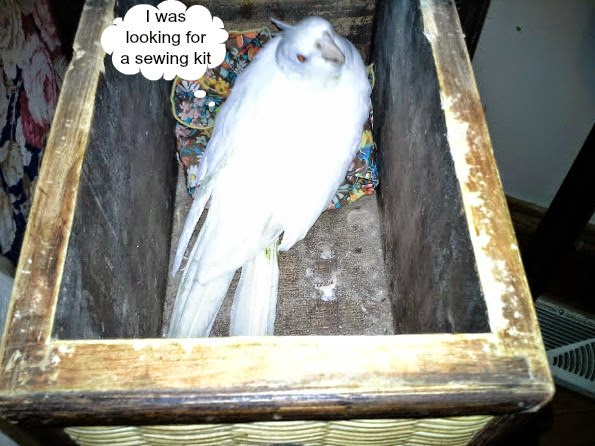 Brooding white cockatiel in small drawer looking guilty