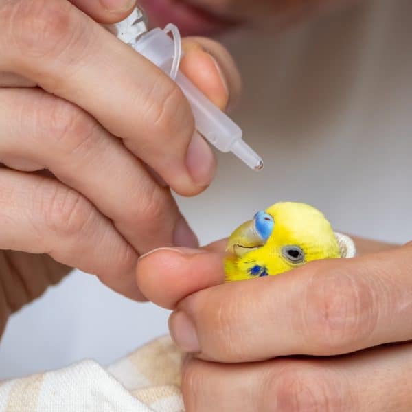 Yellow budgie getting drops from syringe held by hand of a veterinarian