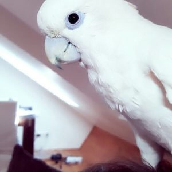 How Do I Help My Newly Rescued 12-year-old Ducorps Cockatoo?