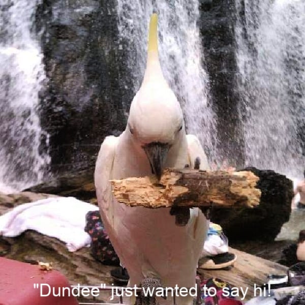 Sulfur crested cockatoo eating with a waterfall background