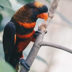 Dusky lory in the wild