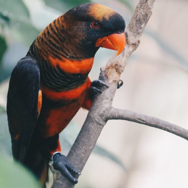How a Tiny Chemical Modification Makes Parrots Nature’s Living Paintings