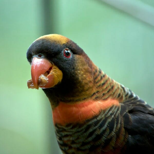 dusky lory eating bug