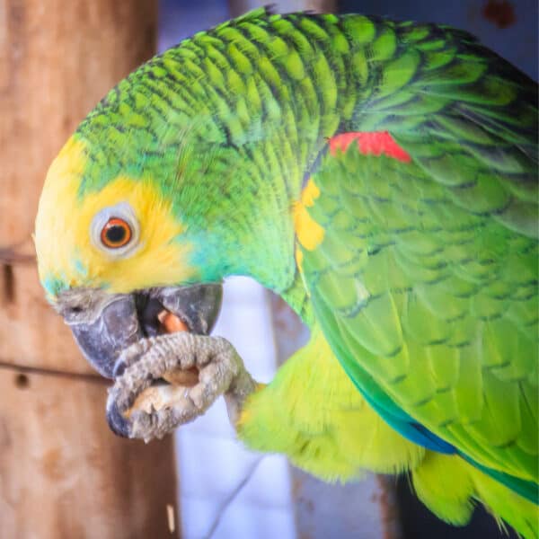 How This Couple Treats Their DYH Amazon Parrots Heart Disease