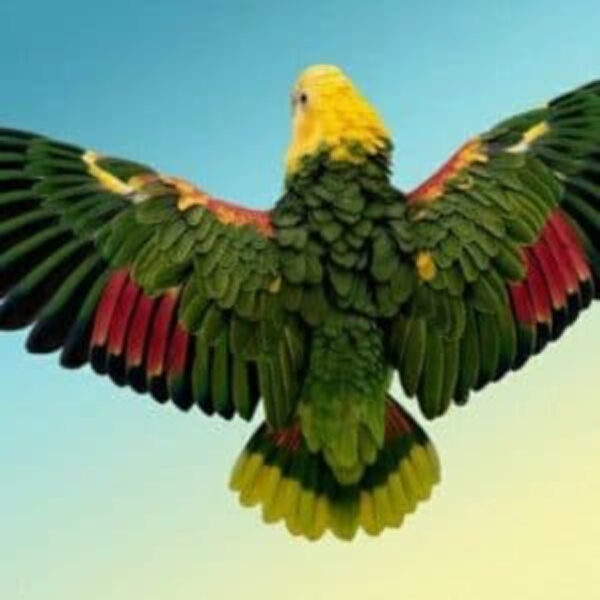 back of double yellow head amazon parrot with wings outstretched