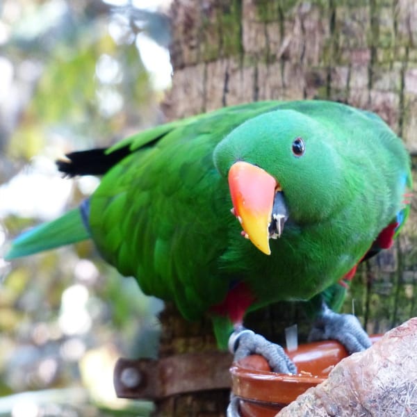 Can You Help Me With Lighting for My Eclectus Parrot?